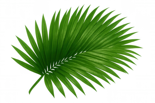 Palm leaf vibrant green, transparent backdrop showcasing exotic botanical detail for seamless graphic design integration