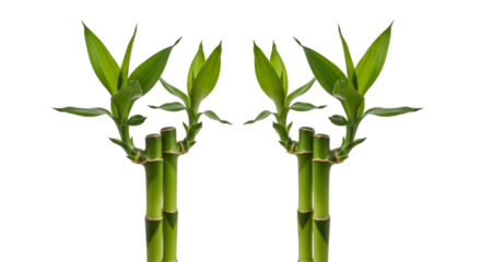 Two Stalks of Lucky Bamboo on Black Background