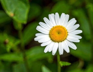 Fototapeta premium Close-up of a single white daisy