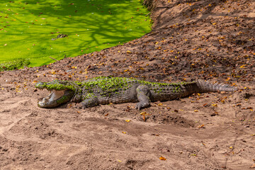 Marsh crocodile or mugger crocodile (Crocodylus palustris) is a medium-sized broad-snouted crocodile. The Madras Crocodile Bank Trust & Centre for Herpetology, ECR Chennai, Tamilnadu, South India.