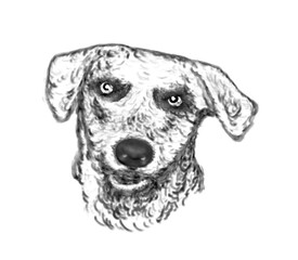 perro can pitbull retrato