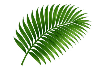 Fototapeta premium Close-up of a single, vibrant green palm leaf, isolated on a transparent background, creating a tropical and refreshing feel