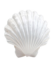 Polished white scallop shell
