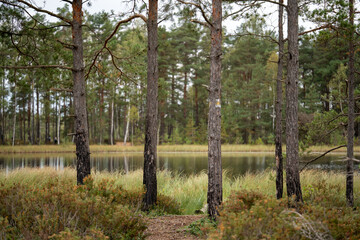 Obraz premium Tranquil Bog Lake with Pine Trees in a Latvian National Park