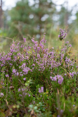 Wild Purple Heather Blooming in an Autumn Forest Clearing