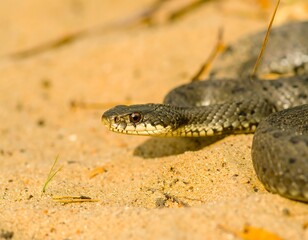 Fototapeta premium Close-up of a snake in the sand