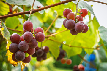 Fresh and juicy Lidia grapes growing on the vine