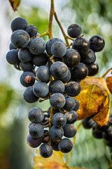 Fresh and juicy Rondo grapes growing on the vine