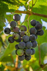 Fresh and juicy grapes growing on the vine