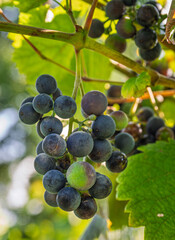 Fresh and juicy grapes growing on the vine