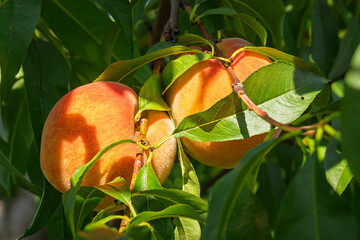 fresh and juicy peaches on a peach tree branch