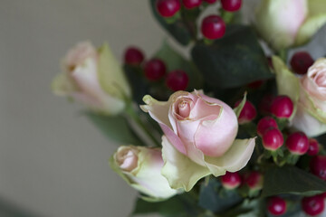 Rose blossom in autumn after a night frost
