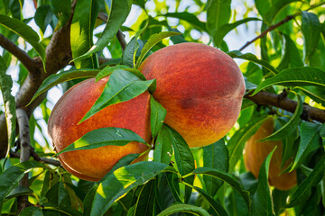 fresh and juicy peaches on a peach tree branch