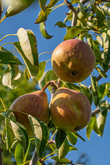 fresh and juicy pear on a pear tree branch