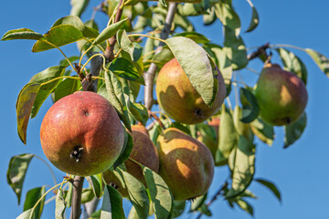 fresh and juicy pear ripening on a pear tree branch