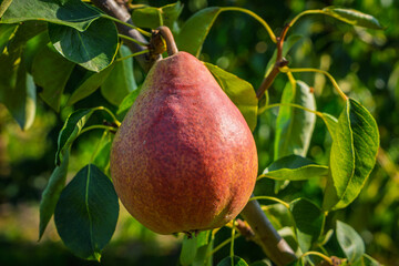 fresh and juicy pear on a pear tree branch