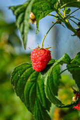 fresh and juicy wild raspberry on a branch