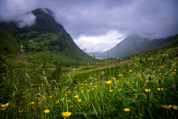 The Three Sisters of Glencoe with Wildflowers under Moody Skies in the Scottish Highlands, Scotland
