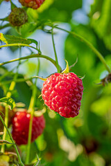 fresh and juicy wild raspberry on a branch