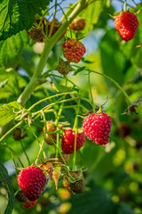 fresh and juicy wild raspberry on a branch