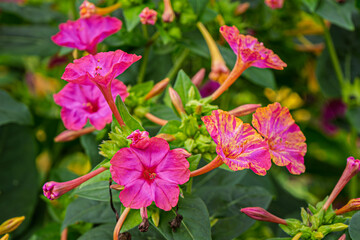 beautiful yellow and pink flowers of Petunia hybrida surfinia