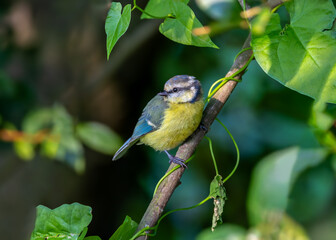 Juvenile blue tit bird 