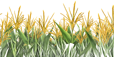 Detailed corn plants with green leaves and yellow tassels on white background maize isolated on a transparent background