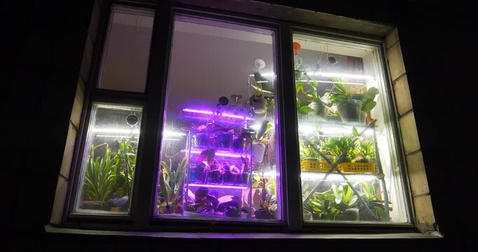 Purple lighting for flowers and growth of various plants. Potted house plants stand near the window. LED autolamps for flowers