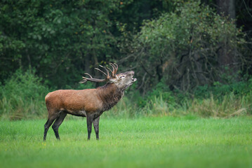 Deer male buck ( Cervus elaphus ) during rut