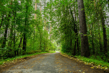Fototapeta premium Pathway through beautiful forest with different trees. Summer forest.