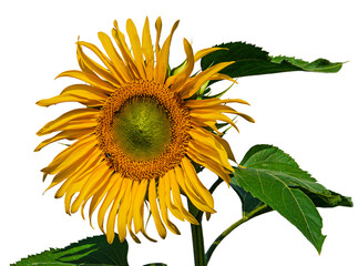 Beautiful summer sunflower isolated from background