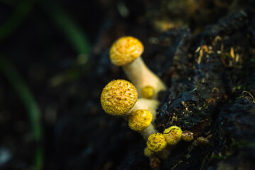 Beautiful mushrooms in the forest. Edible mushrooms in wild forest. 