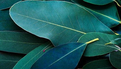 Obraz premium Eucalyptus Leaves Macro Textured Beauty Nature Photography Botanical Wonders Flora Detail Teal Green