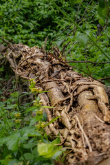 Tronco en naturaleza 