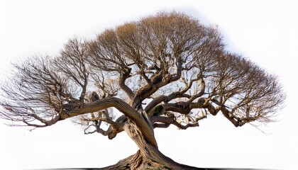 Detailed Rendering Of A Gnarled Tree With Bare Branches On White