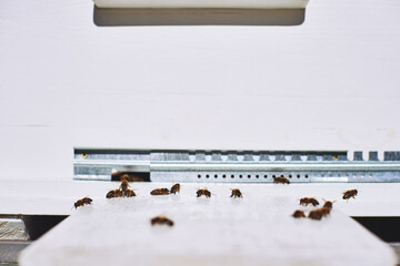Group of honey bees gathering on wooden entrance board of beehive, insects moving in and out of hive, closeup showing bee activity and pollinator behavior in apiary setting