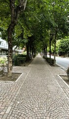 Tree-Lined Cobblestone Path in City Street