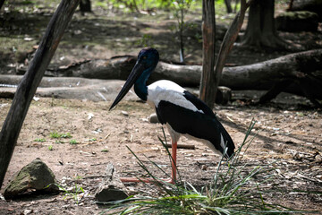Black-necked Stork (Ephippiorhynchus asiaticus)
