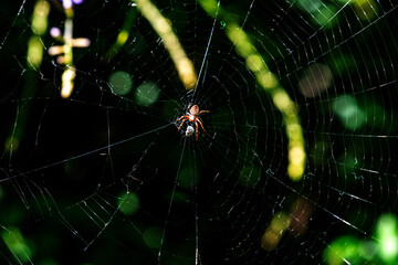 Garden orb weaver (Hortophora transmarina) spider with prey