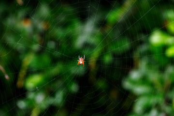 Garden orb weaver (Hortophora transmarina) spider