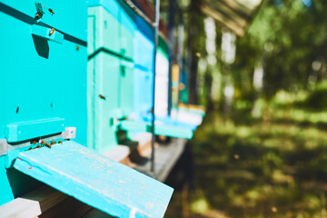 Closeup showing blue wooden beehives with honey bees flying around entrance outdoors, capturing apiary scene in sunlit rural environment with green forest background