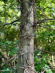 Fototapeta premium spikes on a hawthorn tree