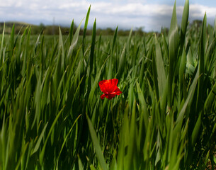 Campo verde con amapola 
