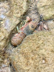crawdad crayfish in a river