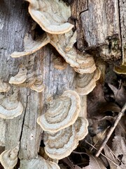 mushrooms on tree