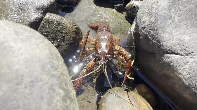 Red swamp crayfish (Procambarus clarkii) standing in shallow freshwater between wet rocks. Invasive crustacean species in European rivers.
