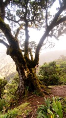 Majestic old tree in a misty mountain forest