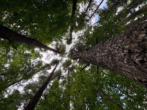 Beautiful view looking up from the forest floor through canopy of pine trees - Powered by Adobe