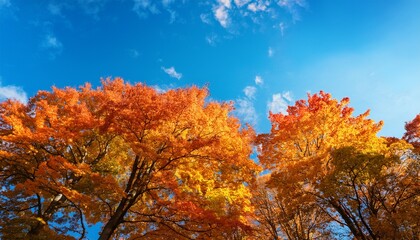 Autumn Splendor With Vivid Trees And Blue Sky