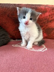 Adorable fluffy kitten growing up in its foster home